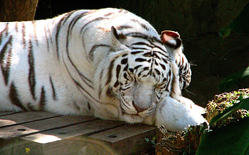 Animals, To Lie Down, Lie, Tiger, Dream, Sleep, Albino HD wallpaper