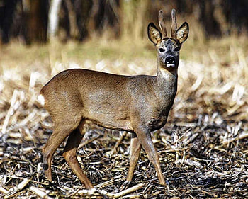 Capreolus capreolus, animal, deer, capreolus, hidden, nature HD wallpaper