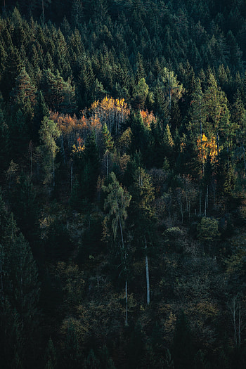 Nature, Trees, Forest, Spruce, Fir, Birch HD phone wallpaper