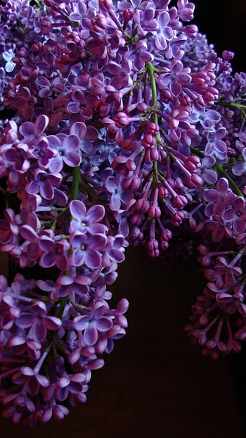 Lilac, Lilac Flower, Violet Flower HD phone wallpaper