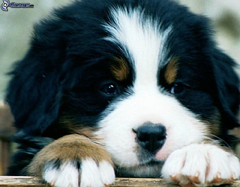 puppy, sweet, cute, animals HD wallpaper