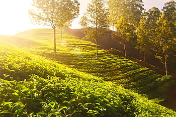 Sunlit tea plantations in Munnar, India, showcasing vibrant green fields and scenic natural landscapes. HD wallpaper