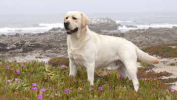 Animals, Flowers, Grass, Dog, Stroll, Retriever, Labrador HD wallpaper