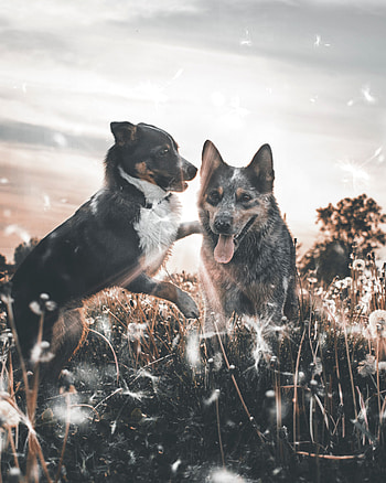 Animals, Dogs, Dandelions, Field, Protruding Tongue, Tongue Stuck Out, Playful HD phone wallpaper