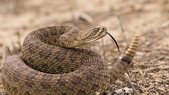 Prairie rattlesnake, Rattlesnake HD wallpaper