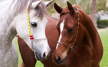 Horses, animal, lolita777, horse, white, brown, couple HD wallpaper