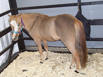 Horse, cute, horses, ponies, animals HD wallpaper