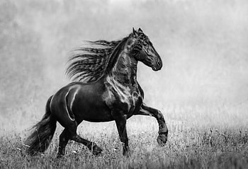 Horse, ultra, , background HD wallpaper