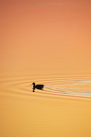 Sunset, Silhouette, Minimalism, Duck HD phone wallpaper