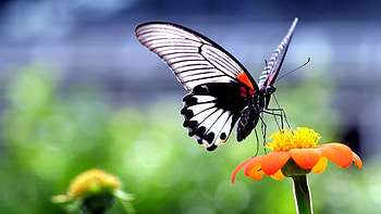 Butterfly insect animals, Nature wings, Flowers closeup macro HD wallpaper