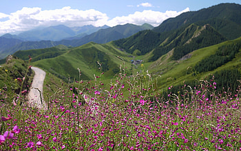 Mountains in China, China, flowers, meadow, road, mountains HD wallpaper