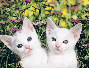 Hello, everyone., kitten, white, twins, cute, flowers, pet, paws HD wallpaper