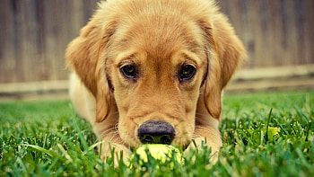 Cute Dog, cute, dog, animals HD wallpaper