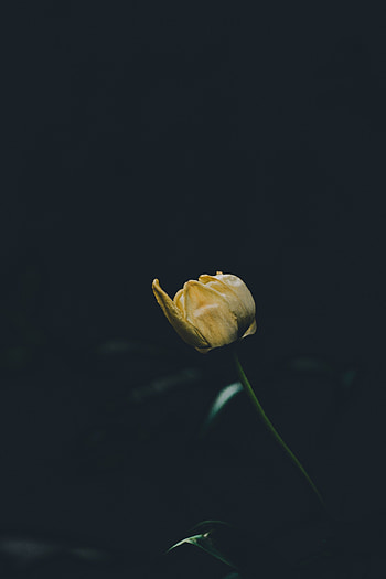 Flower, Dark, Tulip, One HD phone wallpaper