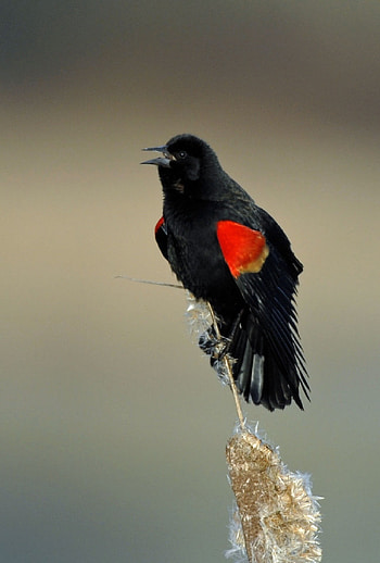 Common Blackbird, Mesmerizing poses, Stunning portraits, Avian artistry HD phone wallpaper