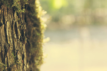 Macro, Shine, Light, Wood, Tree, Moss, Spring, Bark HD wallpaper