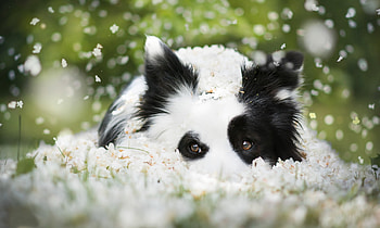 Border collie, summer, dog, black, white, flower, green, caine, vara HD wallpaper