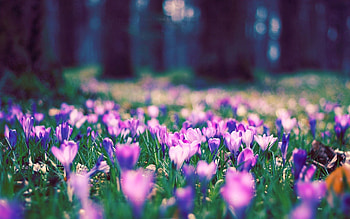 Flowers, Grass, Plant, Macro HD wallpaper