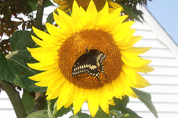 Welcome Friday, sunshine, sunny, wings, black, garden, insects, beautiful, sunflower, big, butterfly, animals, yellow, nature, flowers HD wallpaper