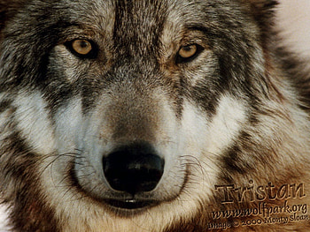 Close-Up of a Wolf, grey wolves, wolves, timber wolf, puppies, nature, close up HD wallpaper