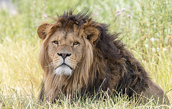 Lion, animal, forest, paw HD wallpaper