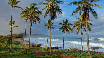 Tall Coconut Trees Sea Coast Grass Field Bushes Ocean Waves Under Blue Sk During Daytime Nature HD wallpaper