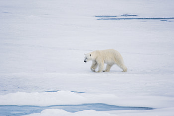 Animals, Ice, Snow, Bear, Predator, Polar Bear HD wallpaper