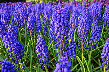 Hyacinth, farm, flowers, meadow HD wallpaper