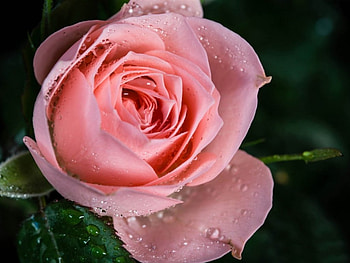 Rose, drops, pink, flower HD wallpaper