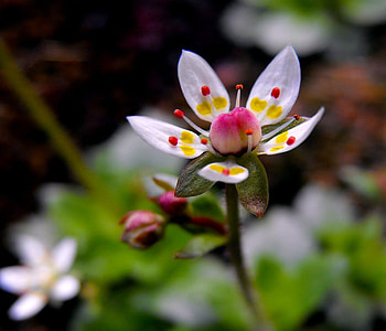 Alpine Flowers In Britain, Flowers, Britain, Nature, Alpine HD wallpaper