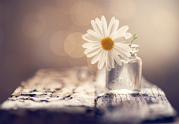 soft, still life, flowers, abstract HD wallpaper