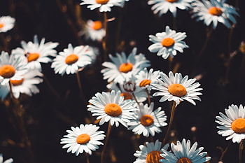 Flowers, Camomile, Blur, Smooth, Bloom, Flowering, Field HD wallpaper