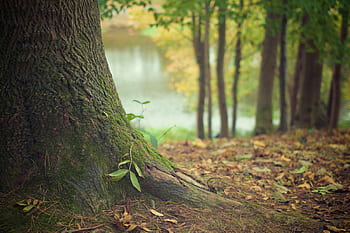 A tranquil autumn forest featuring a lush moss-covered tree trunk and fallen leaves. HD wallpaper
