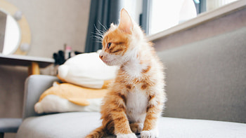Kitten backgrounds, Top-quality kitten, Backgrounds, Quality kitten HD wallpaper