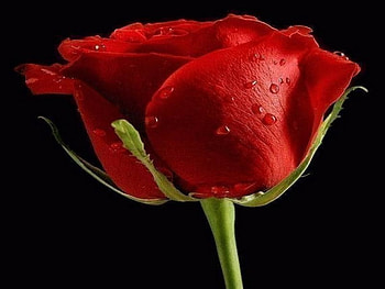 Red Rose, rose, flowers, red, flower HD wallpaper