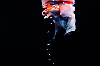 Animals, Water, Bubbles, Fish, Tail, Under Water, Underwater, Fins, Koi, Carp HD wallpaper