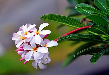 Flowers, Drops, Freshness, Sharpness, Exotic, Exotics, Plumeria HD wallpaper