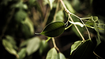 Grass, Leaves, Plant, Macro HD wallpaper