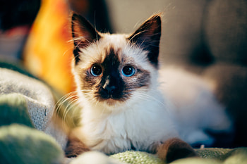Animals, Kitty, Kitten, Nice, Sweetheart, Siamese HD wallpaper