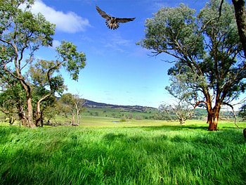 A Special Place, trees, grass, bird, green HD wallpaper