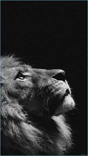 Lion , quality, Mobile background, Striking visuals HD phone wallpaper