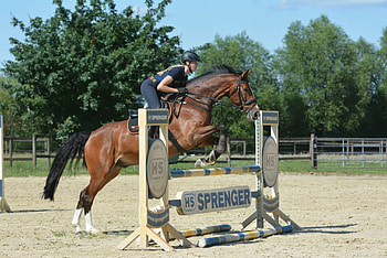 Jumping, Equestrian showjumping, Horse exercises, Show-ready HD wallpaper