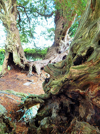 Wales ancient yew trees, Nikki Logan HD phone wallpaper