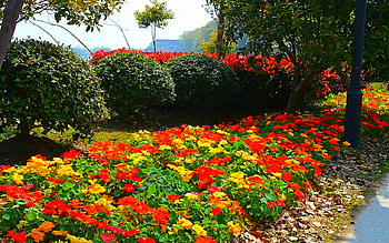 Beautiful flowers, garden, nature, flowers, pretty HD wallpaper