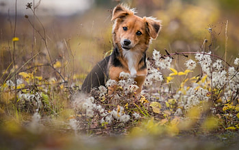 Dog, animal, nature HD wallpaper