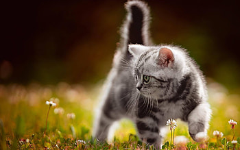 Kitten, animal, pisici, cute, cat HD wallpaper