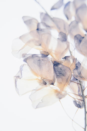 Close-up of delicate translucent flowers in soft pastel tones, evoking elegance and purity. HD phone wallpaper