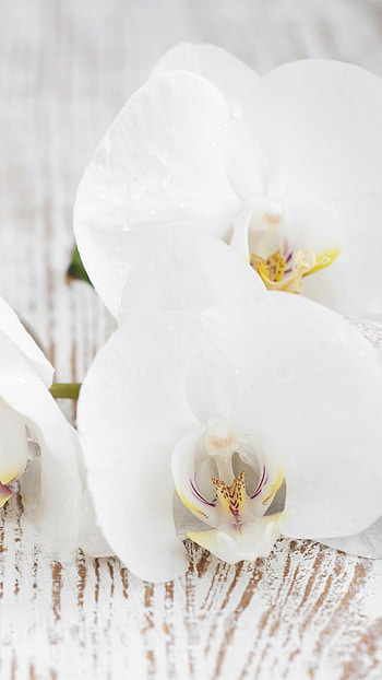 White orchid perfection, Majestic backgrounds, Timeless beauty, Elegant flowers HD phone wallpaper