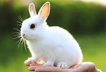 bunny, animal, nature, pet HD wallpaper