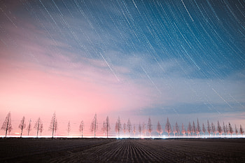 The Night Sky , sky, nature, trees HD wallpaper